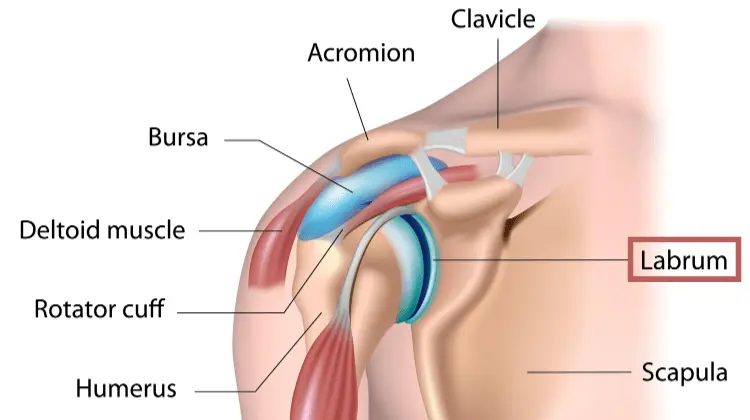 Shoulder joint anatomy highlighting the labrum