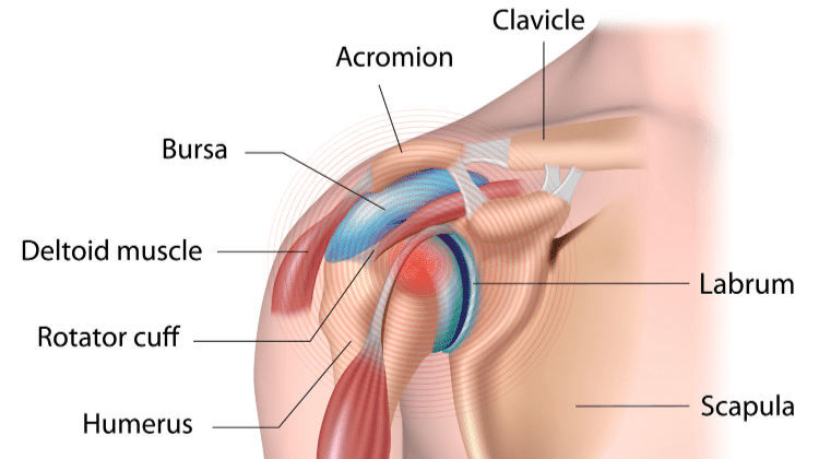 Shoulder joint anatomy graphic with labels.